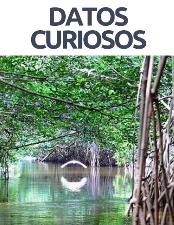 Bosques Manglar