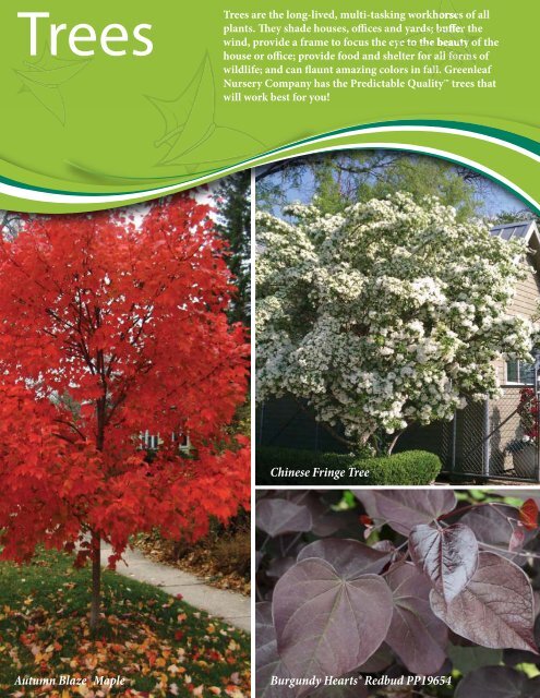 Greenleaf Nursery Company Catalog 2017-2018