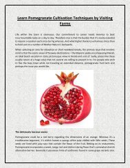 Learn Pomegranate Cultivation Techniques by Visiting Farms