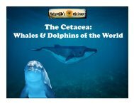 Whales and Dolphins of the World Revised52117