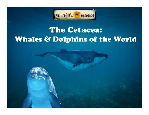 Whales and Dolphins of the World Revised52117