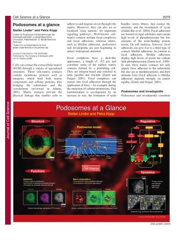 Podosomes at a Glance - Journal of Cell Science - The Company of ...