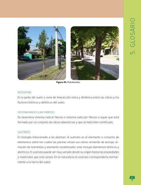 Manual de Plantacion de Arboles en Areas Urbanas