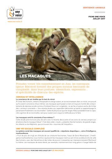 Fiche Macaque