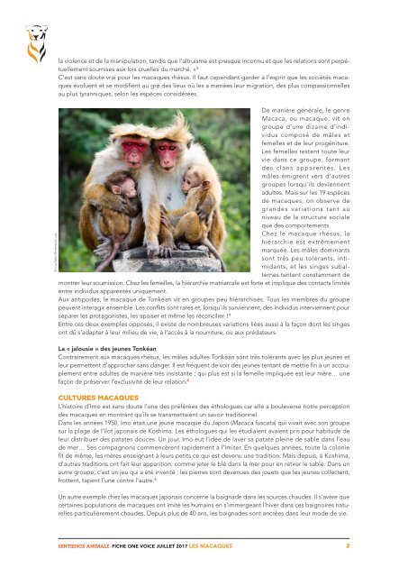 Fiche Macaque