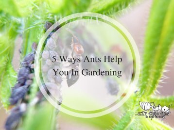 5 Ways Ants Help You In Gardening