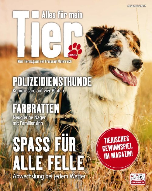 Funkeln im Dunkeln – Das Katzenauge - Katzen Magazin