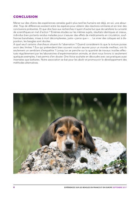 Rapport Beagles