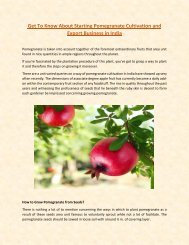 Get To Know About Starting Pomegranate Cultivation and Export Business in India