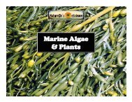 Lesson #3 - Marine Plants & Algae.pptx
