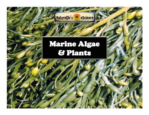 Lesson #3 - Marine Plants &amp; Algae.pptx