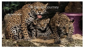 Jaguar story