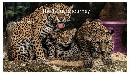 Jaguar story