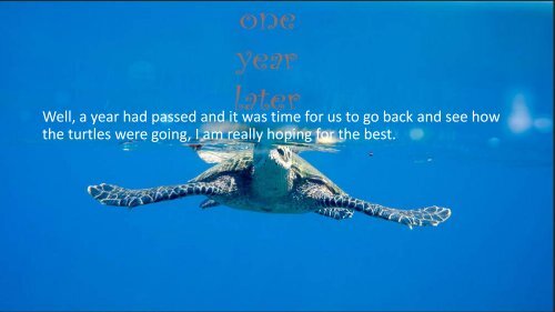 sea turtles presentation 