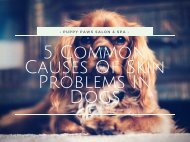 5 Common Causes Of Skin Problems In Dogs