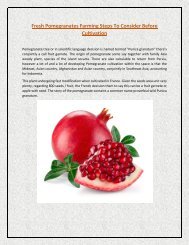 Fresh Pomegranates Farming Steps To Consider Before Cultivation