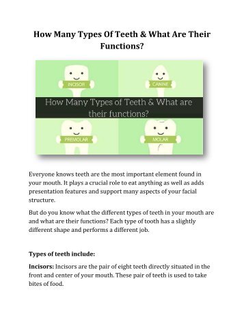 How Many Types of Teeth & What are their Functions