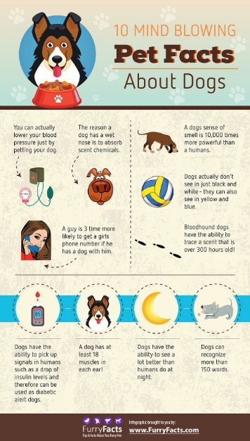 10 Mind Blowing Pet Facts About Dogs