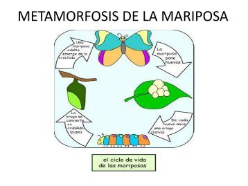 METAMORFOSIS DE LA MARIPOSA
