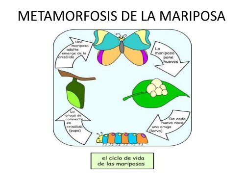 METAMORFOSIS DE LA MARIPOSA