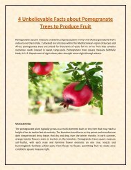 4 Unbelievable Facts about Pomegranate Trees to Produce Fruit