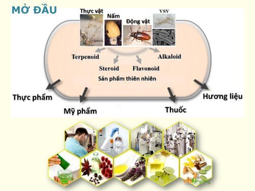 HÓA HỌC CÁC HỢP CHẤT TỰ NHIÊN NGUYEN NGOC TUAN PhD.