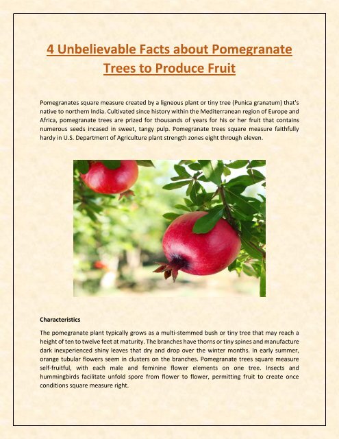 Top 4 Amazing Thoughts About Pomegranate Trees To Product Fruit