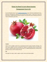 Things You Need To Learn About Growing Pomegranate Tree in Pot