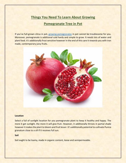 Things You Need To Learn About Growing Pomegranate Tree in Pot