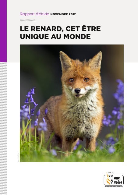 Le renard, cet être unique au monde