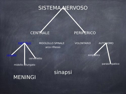 IL SISTEMA NERVOSO