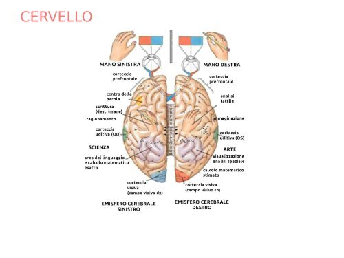 sistema nervoso