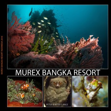 Murex Bangka 2018