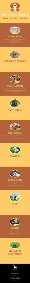 The 10 Dog Breeds That Live The Longest