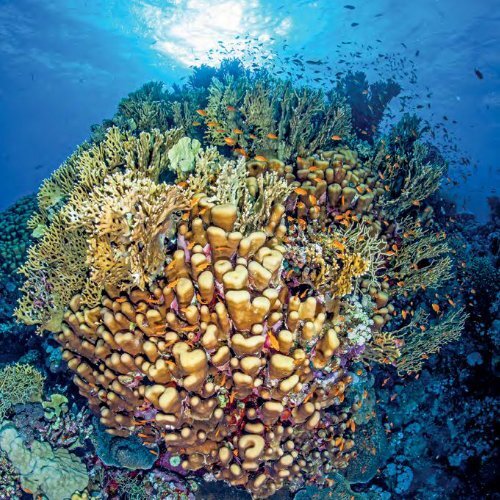 Korallenriffwissen