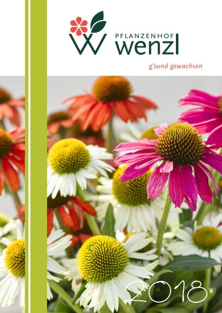 vielseitige Staude 3 weiße Knäuelglockenblumen