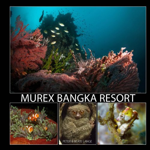 Murex_Bangka 2018
