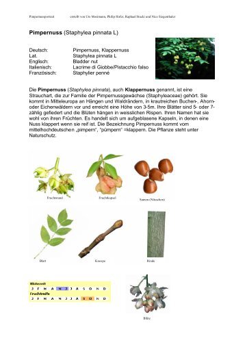 Pimpernuss (Staphylea pinnata L)
