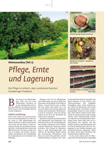 Walnussanbau (Teil 2) Pflege, Ernte und Lagerung - Gartenakademie