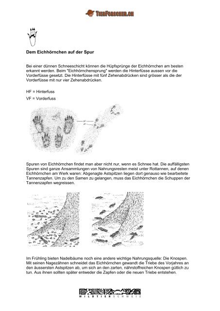 Das Eichhörnchen - Tierforscher