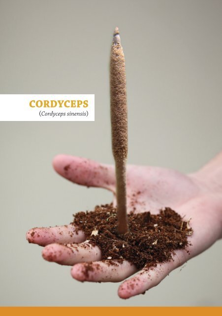 DXN Cordyceps