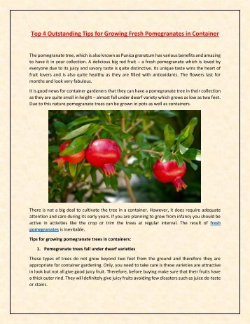 Top 4 Outstanding Tips for Growing Fresh Pomegranates in Container