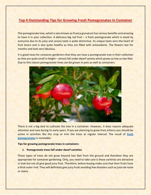 Top 4 Outstanding Tips for Growing Fresh Pomegranates in Container