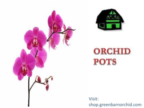 Beautiful Orchid Pots in Florida