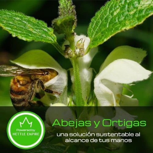 Abejas y Ortigas