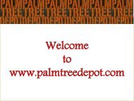 Palm Tree Depot- Sabal Palm Tree