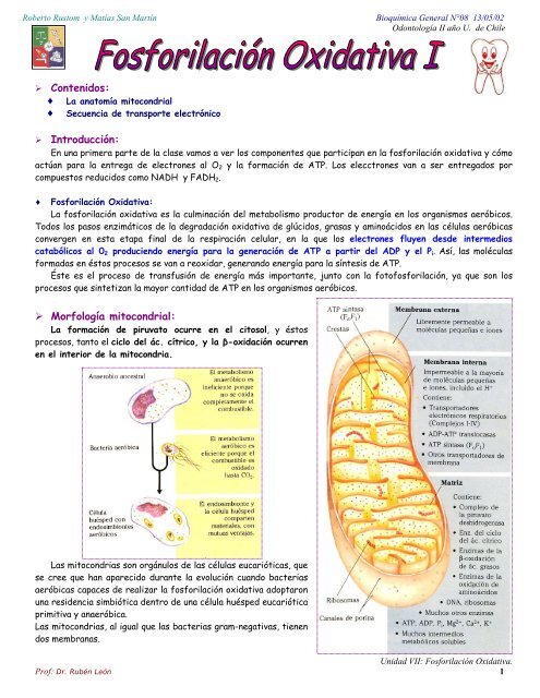 Fosforolación oxidativa I n°8