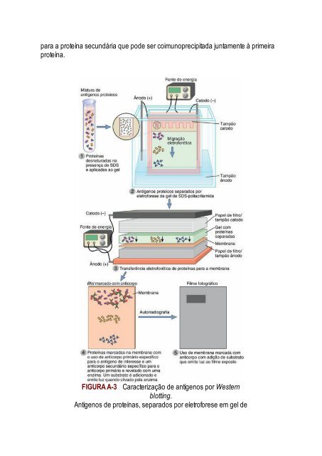 Abbas 8ed - Imunologia Celular e Molecular 