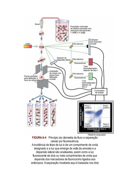 Abbas 8ed - Imunologia Celular e Molecular 