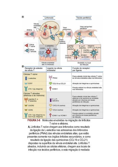 Abbas 8ed - Imunologia Celular e Molecular 